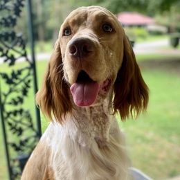 Brooks - English Springer Spaniel