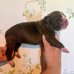 Girl 6 - female Alapaha Blue Blood Bulldog puppy in Grafton, Ohio from Eclipse Alapaha Kennels