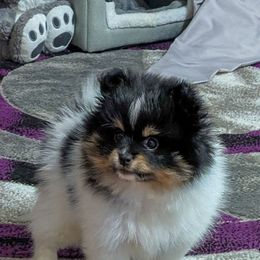 Bumble - Tri-colored female Pomeranian puppy in Wentzville, Missouri from Pawsome Poms
