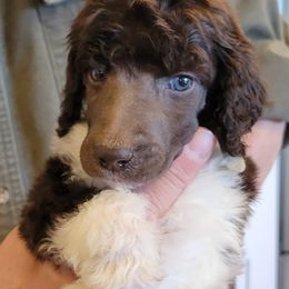 Poodle Puppies from Chapel Hill Poodles