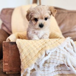Maltipoo Puppies from Meadowlark Maltipoos