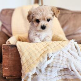 Maltipoo Puppies from Meadowlark Maltipoos