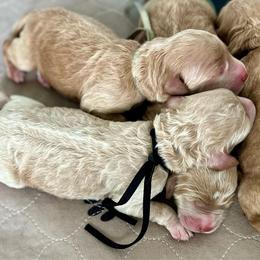 Black collar - Cream female Labradoodle puppy in Mechanicville, New York from Deuce's Doodles