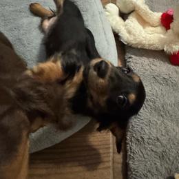 Lyna - Black and tan female Dachshund puppy in Humble, Texas from Foley Dachshunds