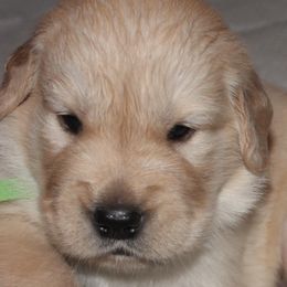 Golden Retrievers from Life is Golden