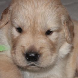 Golden Retrievers from Life is Golden