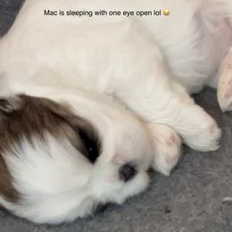Shih Tzu Puppies from Central Coast Shih Tzu