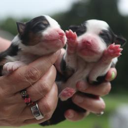 Daffy - Black tri female Miniature American Shepherd puppy in Valparaiso, Indiana from Wigglebutt