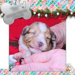 Boy 4 - Rex - Sable merle and white male Shetland Sheepdog puppy in Elberton, Georgia from Ioney's Southern Paws Shelties, Frenchies, and Yorkies