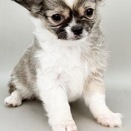 Mr. Fancy - Black sabled fawn male Chihuahua puppy in Westport, New York from Chantilly chihuahuas