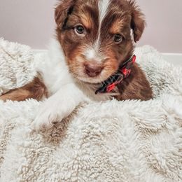 Australian Shepherd Puppies from Lake Daze