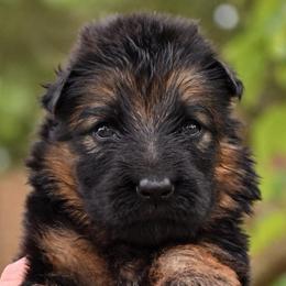 Aspen - Black and red female German Shepherd puppy in Canton, Texas from WILDWOOD GERMAN SHEPHERDS