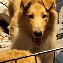Manco - Collie puppy from The Hart of Fair Bluffs Collies