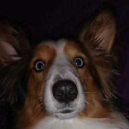 Shetland Sheepdogs from JEM's Shelties