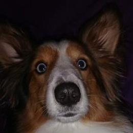 Shetland Sheepdogs from JEM's Shelties