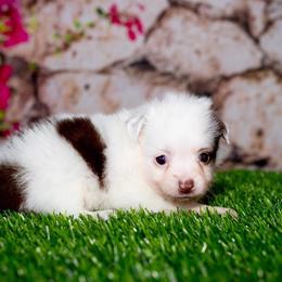 Typo - Red tri female Toy Australian Shepherd puppy in Georgetown, Texas from Minikin Manor