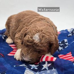 Waternoose - Red  male Goldendoodle puppy in Neillsville, Wisconsin from Granton Creek