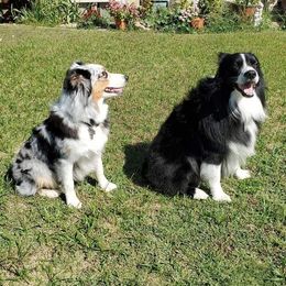 Australian Shepherds from Sager Wiggle Butt Aussies