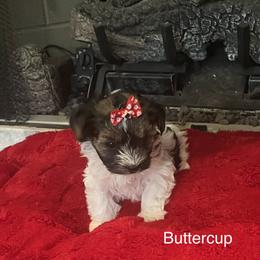 Buttercup - Black tan and white female Biewer Terrier puppy in Brooks, Georgia from Brooks Beauties