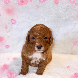 Eve - Red  female Goldendoodle puppy in Kissimmee, Florida from Poodle Doodle Kennels