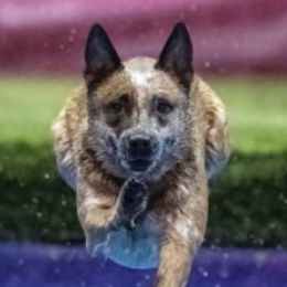 Australian Cattle Dogs from By Design ACD