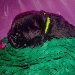 Like collar - Black male Labrador Retriever puppy in Holyoke, Massachusetts from Urban Oak Labradors LLC