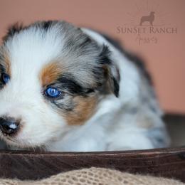 Boy 1 - Blue merle male Australian Shepherd puppy in Athens, Alabama from SunSet Ranch Aussies