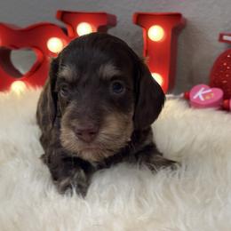 Silky chocolate and cream - Chocolate and cream male Dachshund puppy in Pleasant Plains, Arkansas from JGBs Dachshunds