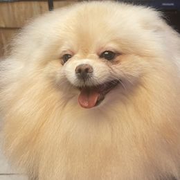 Ray - Pomeranian