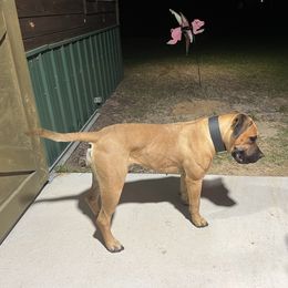 Boerboel All Grown Up from Romboel Farm Dogs