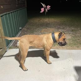 Boerboel All Grown Up from Romboel Farm Dogs
