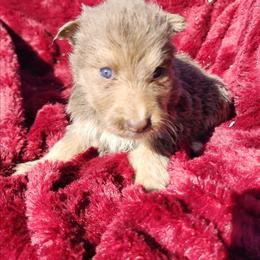 Topaz - Isabella female German Shepherd puppy in Los Lunas, New Mexico from Mali's German Shepherds