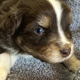 Dasher(has tail) - Red tri-color male Australian Shepherd puppy in Butler, Georgia from Aussies at Howling Hill Farm