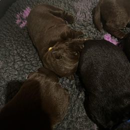 Yellow collar - Chocolate female Labrador Retriever puppy in Chaumont, New York from Peak Performance Labradors