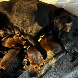 Boy 5 - male Labrador Retriever puppy in Lawton, Michigan from DuckAlly Kennel