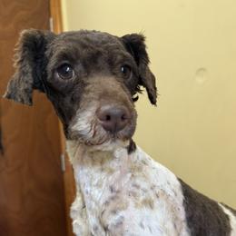Mac - Poodle