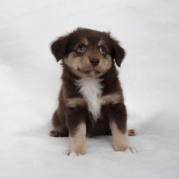 Miniature Australian Shepherd Puppies from The Kelley Crew