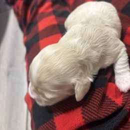 Lily - Brown female Cockapoo puppy in Paradise, Texas from 4W’s F2 Cockapoos