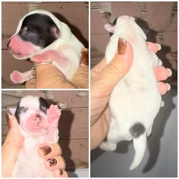 Mr. Oreo Fancy Pants - Parti male Yorkshire Terrier puppy in Cleveland, Tennessee from Moody’s Morkies and More AND Southern Charm Precious Paws