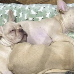 Girl 1 - French Bulldog puppy in Florida from Beyond Blessed Breeding