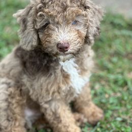 Sheepadoodle Puppies from Dogwood Hills