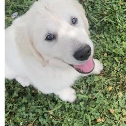 Golden Retriever Puppies from KCs Golden Dream