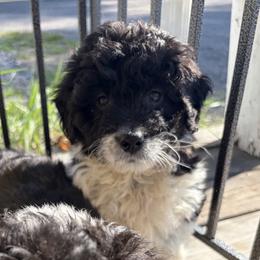 Grace - Black and white female Aussiedoodle puppy in Rochester, Massachusetts from Harmony Hill Doodles