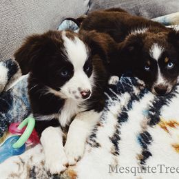 Miniature Australian Shepherd and Toy Australian Shepherd Puppies from Mesquite Tree Aussies