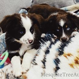 Miniature Australian Shepherd and Toy Australian Shepherd Puppies from Mesquite Tree Aussies