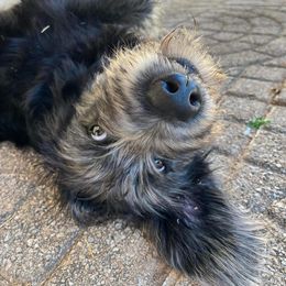 Goldendoodle, Labradoodle, and Poodle All Grown Up from Cuddles and Curls - NC Doodles