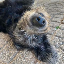 Goldendoodle, Labradoodle, and Poodle All Grown Up from Cuddles and Curls - NC Doodles