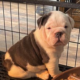 Dozer - Blue tri-color male Bulldog puppy in Seneca, South Carolina from Burrell’s Bulldog Kingdom