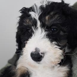 Boy 4 - Tri-color Bernedoodle puppy in Murray, Utah from Bernepups