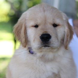 Golden Retriever Puppies from Golden Hour Golden Retrievers